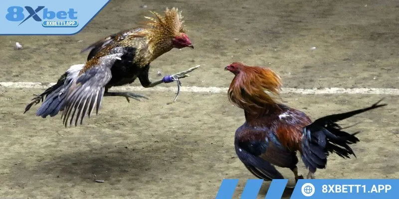 Đá gà 8XBET mang đến một danh sách giải đấu phong phú