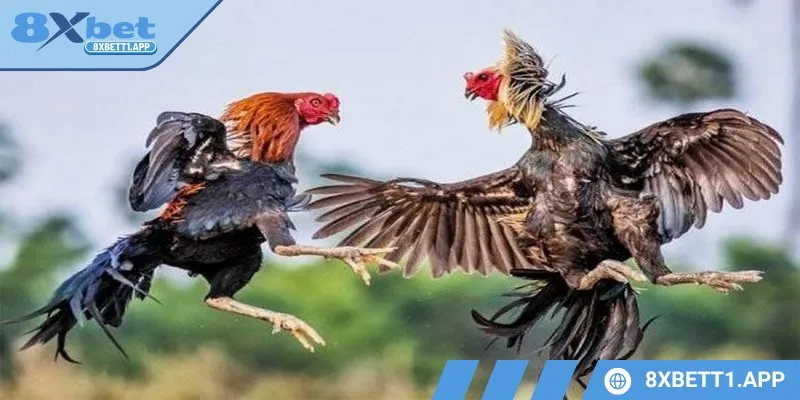 Chuyên mục đá gà 8XBET được xếp hạng C1